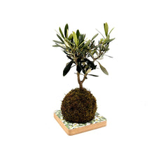 Ulivo in kokedama - kokedama-ulivo