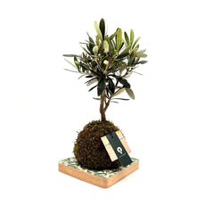 Ulivo in kokedama - kokedama-ulivo