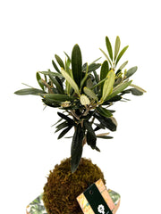 Ulivo in kokedama - kokedama-ulivo