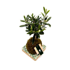 Ulivo in kokedama - kokedama-ulivo