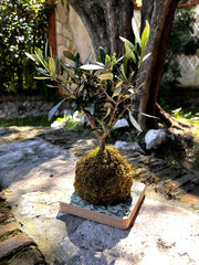 Ulivo in kokedama - kokedama-ulivo