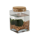 Bomboniera Green - Alga Marimo in bottiglia rettangolare con tappo in sughero - HAR_K04L00