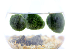Alga Marimo in Fiaschetta di Vetro - 529-marimo-fiaschetta