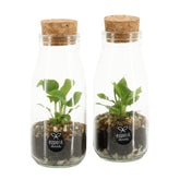 Bomboniera Eco Friendly | Mini Terrarium in Bottiglietta di Vetro con Tappo di Sughero - HAR_KLTG00
