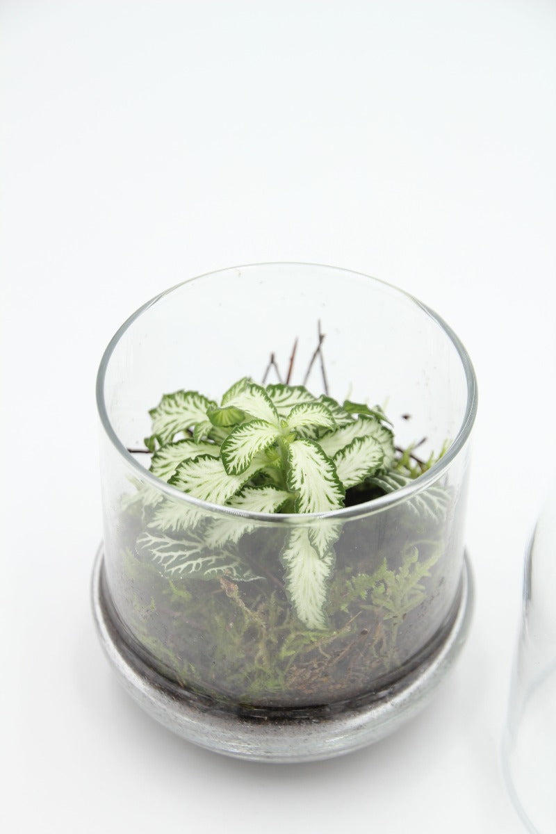 Bomboniera Green | Mini Terrarium Capsule - mini-terrarium-capsule