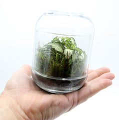 Bomboniera Green | Mini Terrarium Capsule - mini-terrarium-capsule