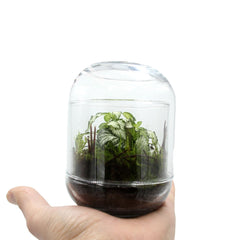 Bomboniera Green | Mini Terrarium Capsule - mini-terrarium-capsule