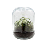 Bomboniera Green | Mini Terrarium Capsule - mini-terrarium-capsule