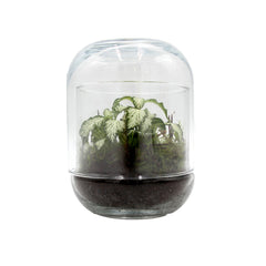 Bomboniera Green | Mini Terrarium Capsule - mini-terrarium-capsule