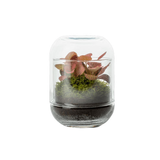 Bomboniera Green | Mini Terrarium Capsule - mini-terrarium-capsule