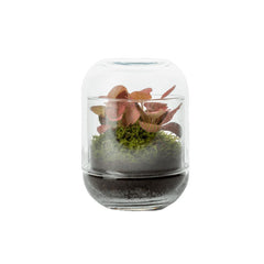 Bomboniera Green | Mini Terrarium Capsule - mini-terrarium-capsule