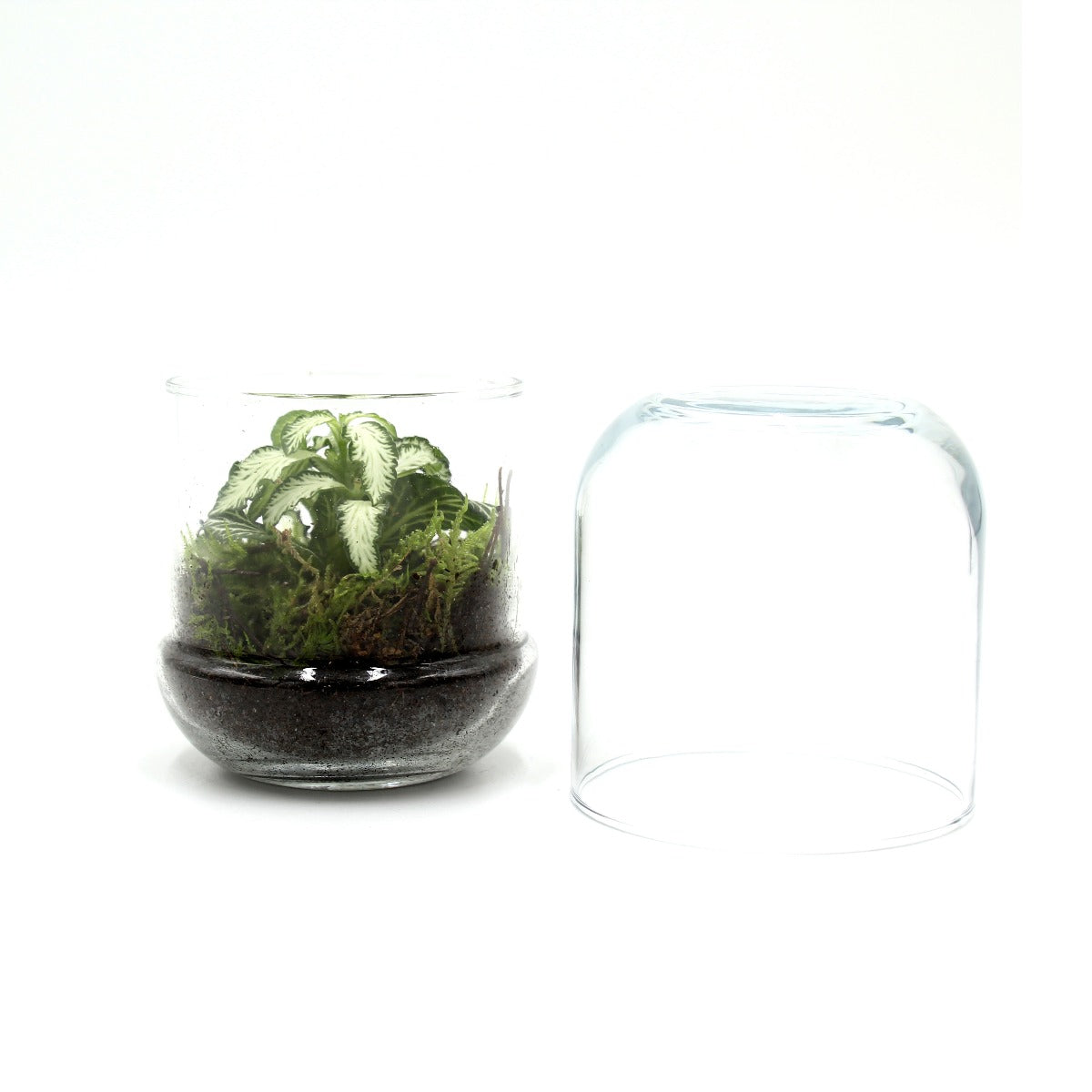 Bomboniera Green | Mini Terrarium Capsule - mini-terrarium-capsule