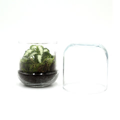 Bomboniera Green | Mini Terrarium Capsule - mini-terrarium-capsule