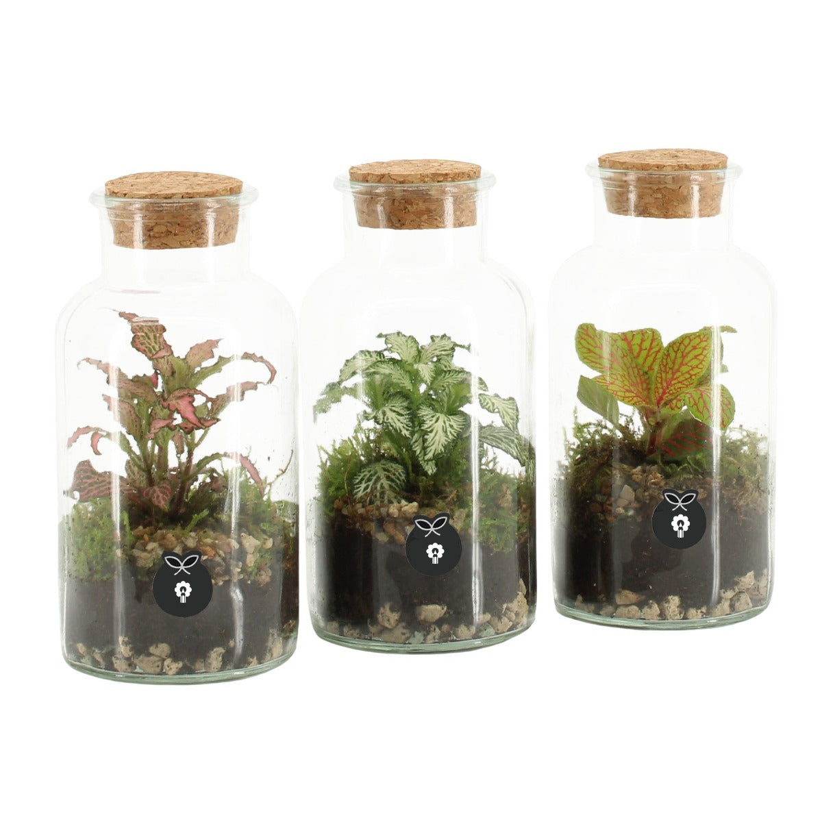 Mini Terrarium in bottiglia - HAR_KAXO00