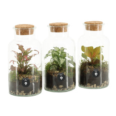 Mini Terrarium in bottiglia - HAR_KAXO00