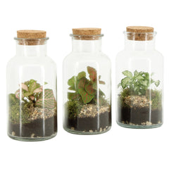 Mini Terrarium in bottiglia - HAR_KAXO00