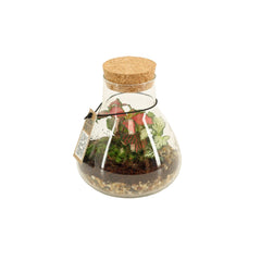 Bomboniera Green | Terrarium New Laborantin - HAR_L3W500
