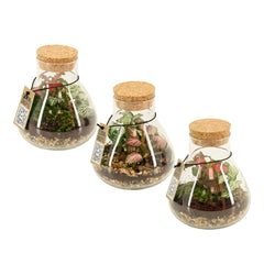 Bomboniera Green | Terrarium New Laborantin - HAR_L3W500