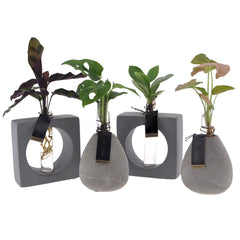 Piante idroponiche in vasetto di cemento - mix-idroponiche-cemento