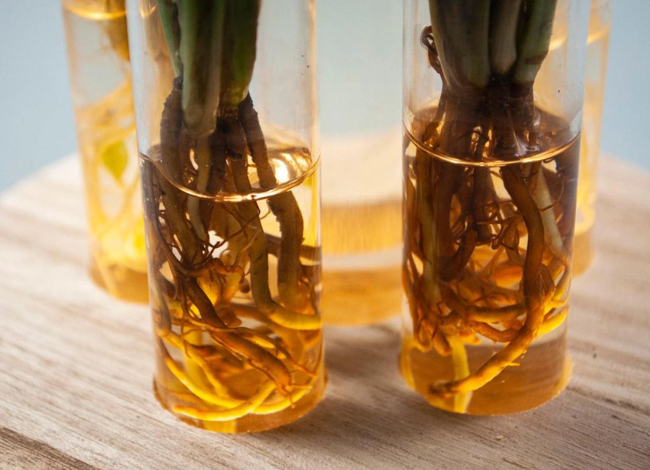 Mix piante idroponiche su base LED - mix_led_idro