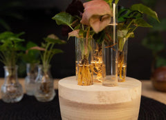 Mix piante idroponiche su base LED - mix_led_idro