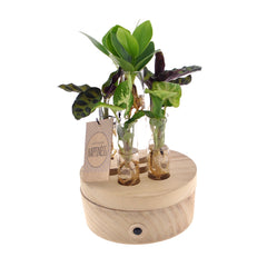 Mix piante idroponiche su base LED - mix_led_idro