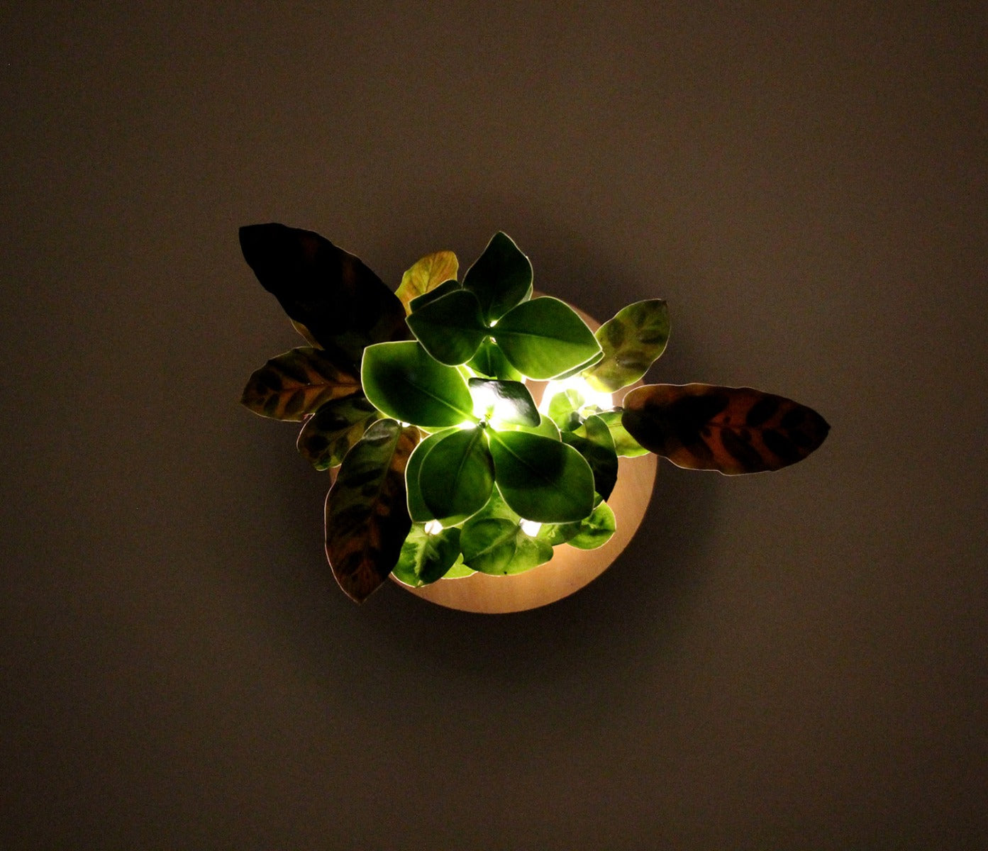 Mix piante idroponiche su base LED - mix_led_idro