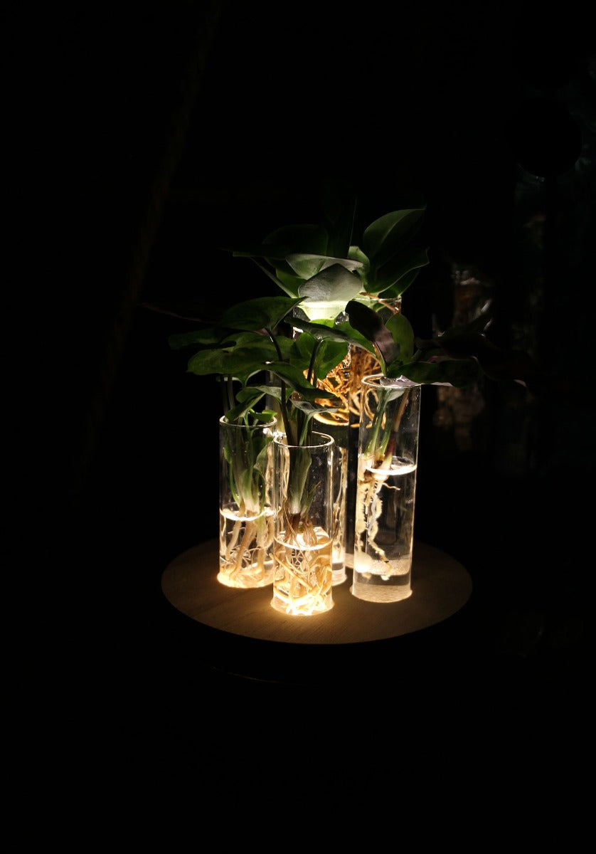 Mix piante idroponiche su base LED - mix_led_idro