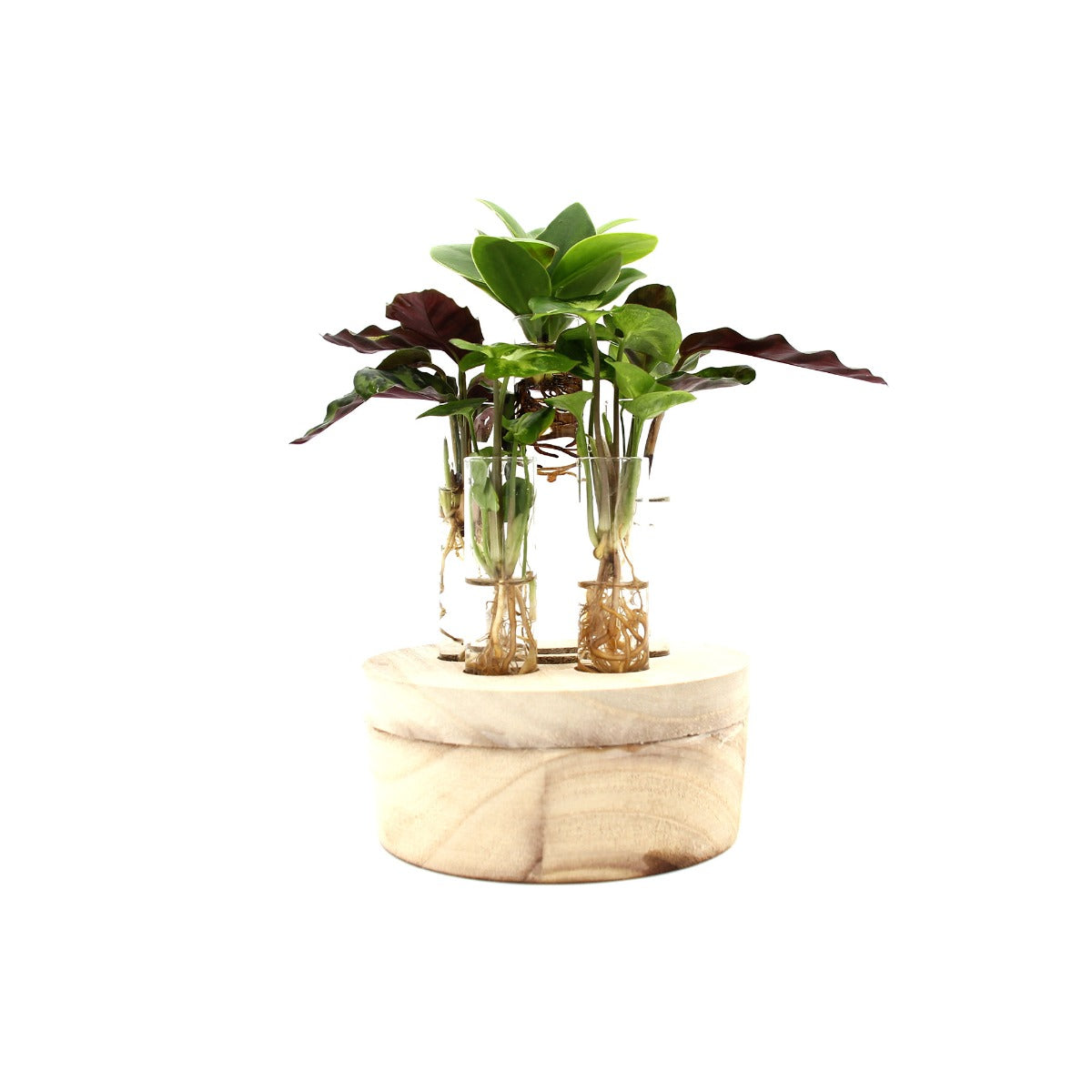 Mix piante idroponiche su base LED - mix_led_idro