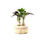 Mix piante idroponiche su base LED - mix_led_idro