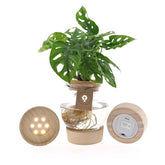 Filodendro Monstera Obliqua Monkey Mask idrocoltura su base LED : Piante idroponiche - Filodendro-monstera-baseLED