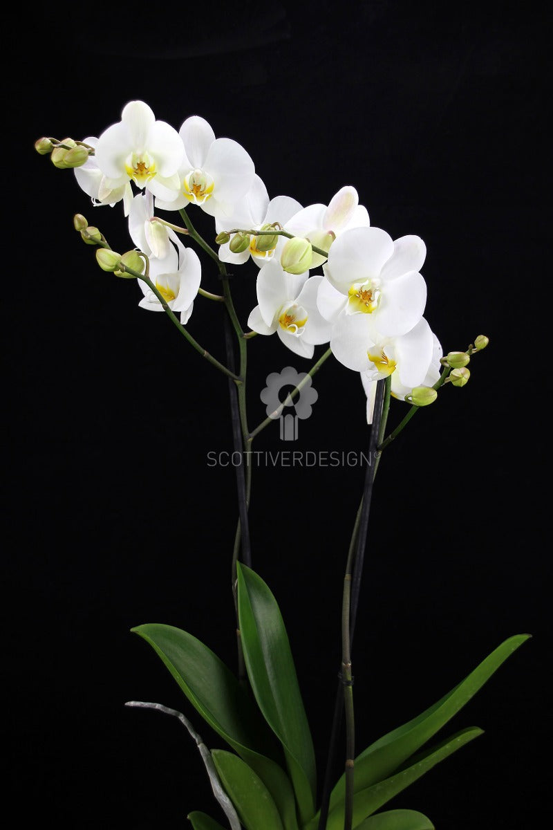 Orchidea Phalaenopsis Bianca - Orchidea Phalaenopsis Bianca