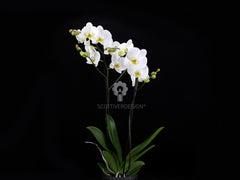 Orchidea Phalaenopsis Bianca - Orchidea Phalaenopsis Bianca