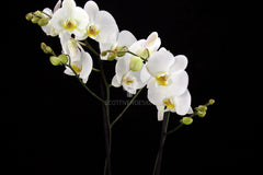 Orchidea Phalaenopsis Bianca - Orchidea Phalaenopsis Bianca