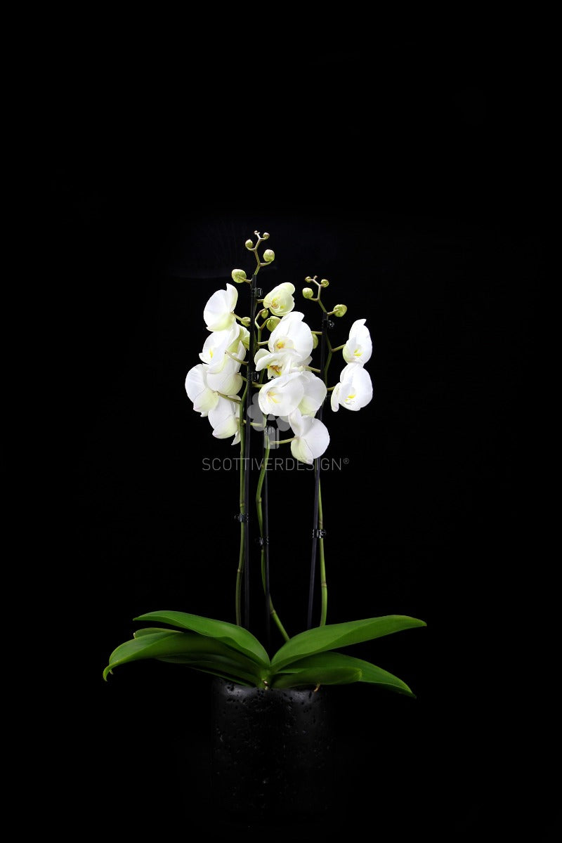 Orchidea Phalaenopsis Bianca - Orchidea Phalaenopsis Bianca