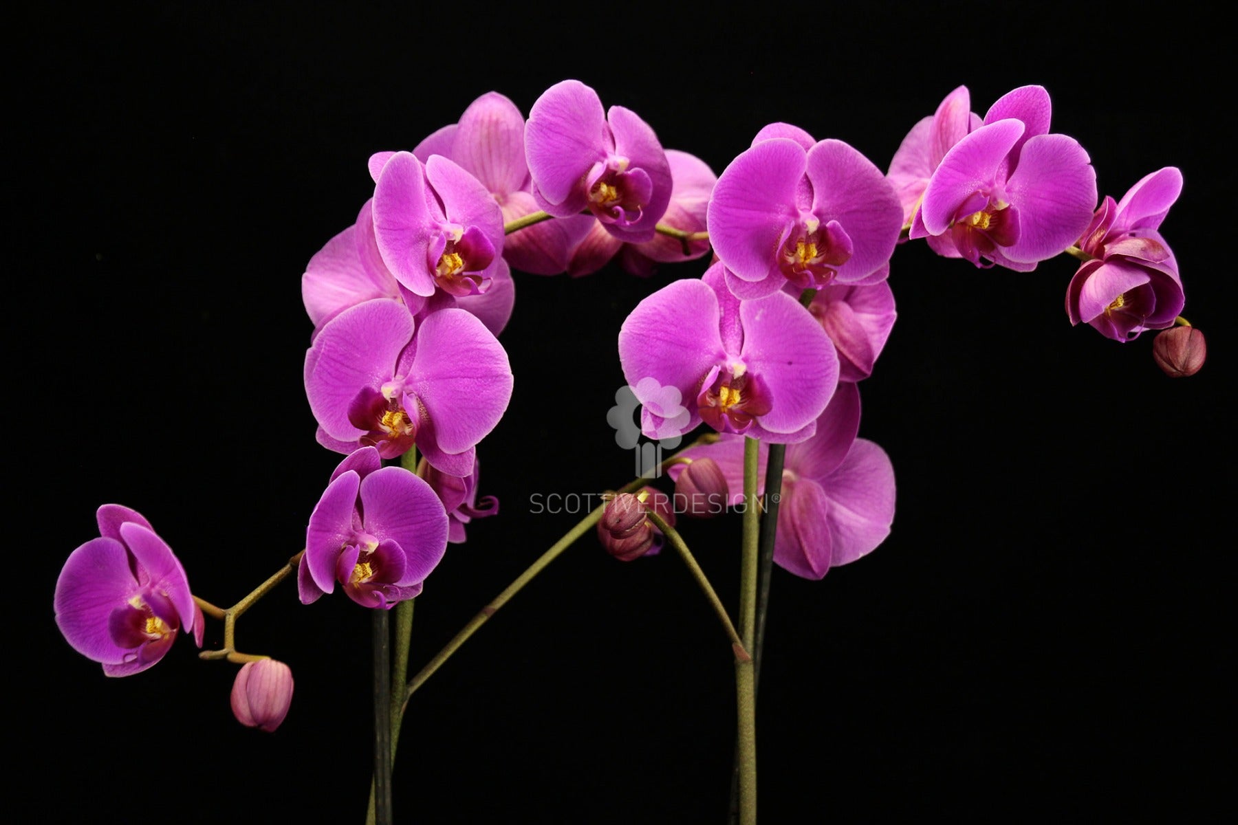 Orchidea Phalaenopsis Fuchsia - Orchidea Phalaenopsis Fuschsia