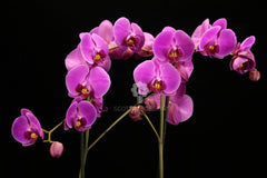 Orchidea Phalaenopsis Fuchsia - Orchidea Phalaenopsis Fuschsia