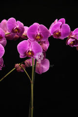 Orchidea Phalaenopsis Fuchsia - Orchidea Phalaenopsis Fuschsia
