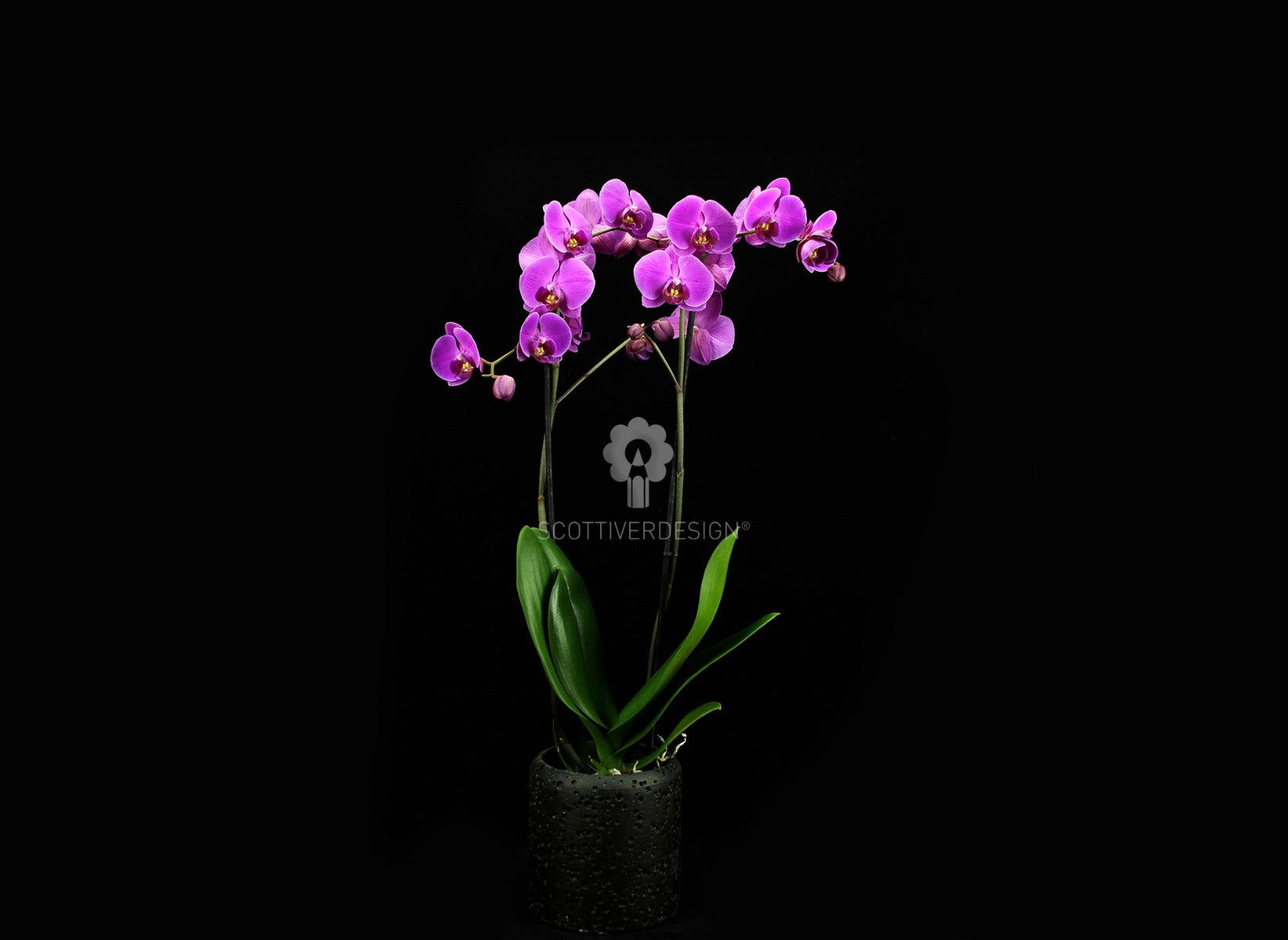 Orchidea Phalaenopsis Fuchsia - Orchidea Phalaenopsis Fuschsia