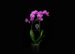 Orchidea Phalaenopsis Fuchsia - Orchidea Phalaenopsis Fuschsia