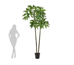 Pachira Artificiale due tronchi H275 - 232426