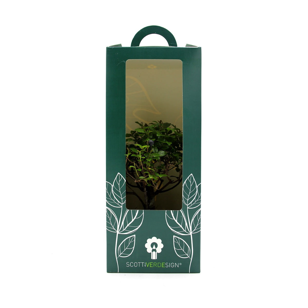 Bomboniere green: Bonsai varietà assortite in vaso - Misto Bonsai