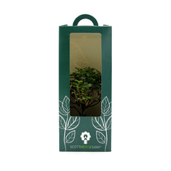 Bomboniere green: Bonsai varietà assortite in vaso - Misto Bonsai