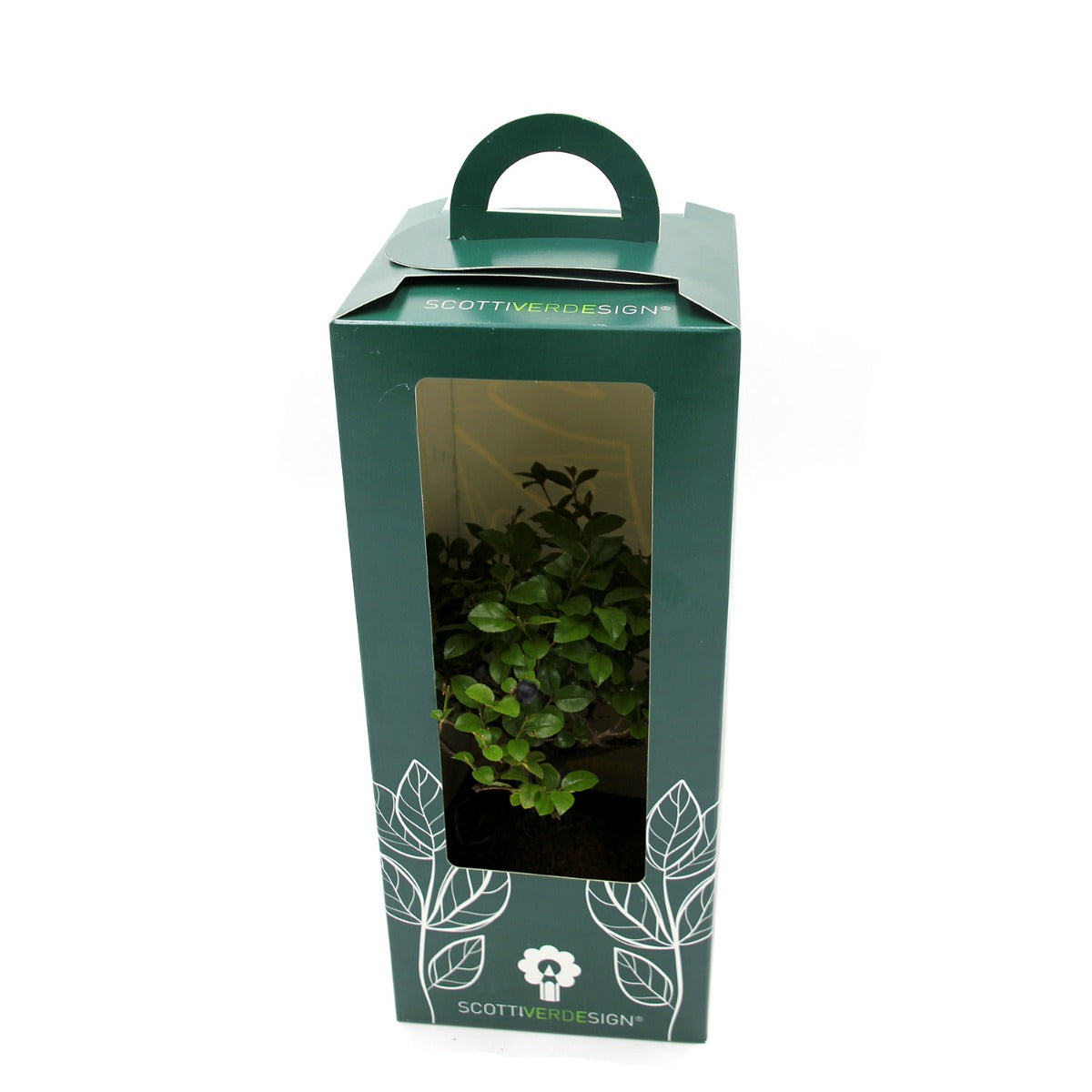 Bomboniere green: Bonsai varietà assortite in vaso - Misto Bonsai