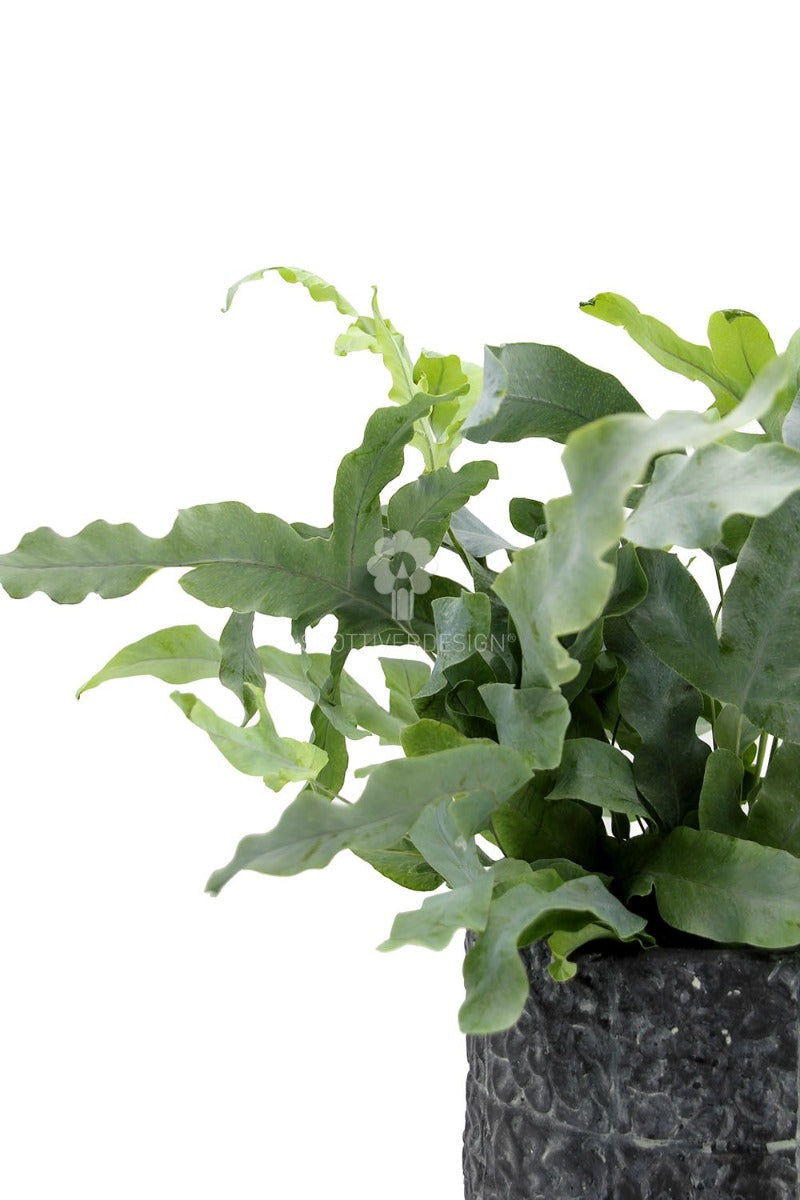 Phlebodium Blue Star : Piante verdi da appartamento - Phlebodium-Blue-Star-vaso12