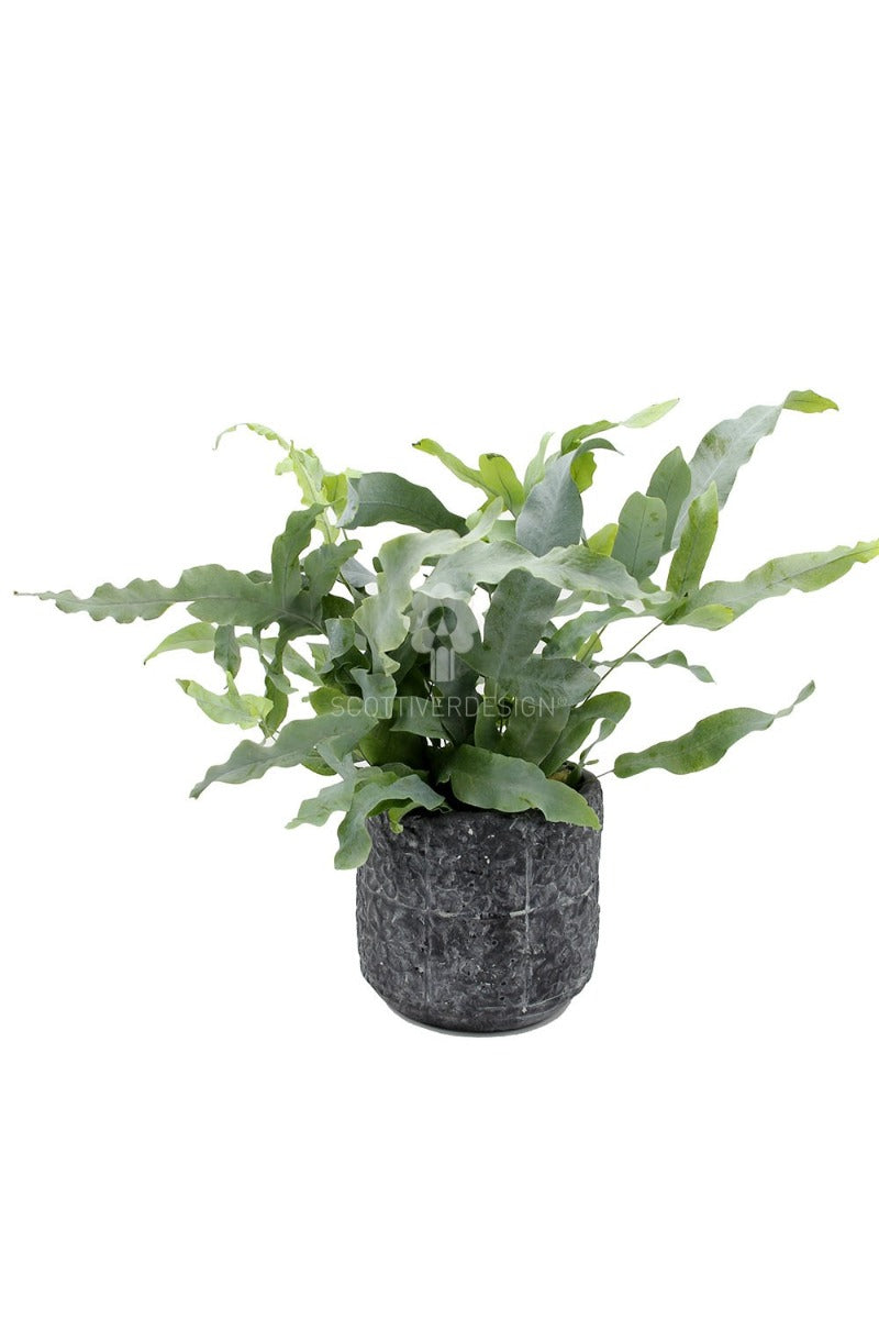 Phlebodium Blue Star : Piante verdi da appartamento - Phlebodium-Blue-Star-vaso12