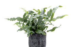 Phlebodium Blue Star : Piante verdi da appartamento - Phlebodium-Blue-Star-vaso12