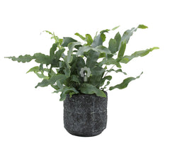 Phlebodium Blue Star : Piante verdi da appartamento - Phlebodium-Blue-Star-vaso12