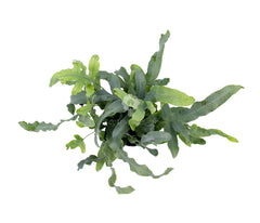 Phlebodium Blue Star : Piante verdi da appartamento - Phlebodium-Blue-Star-vaso12