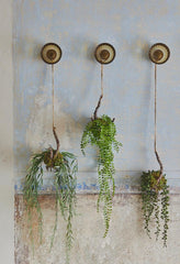 Dischidia cadente da appendere H56 - 232388